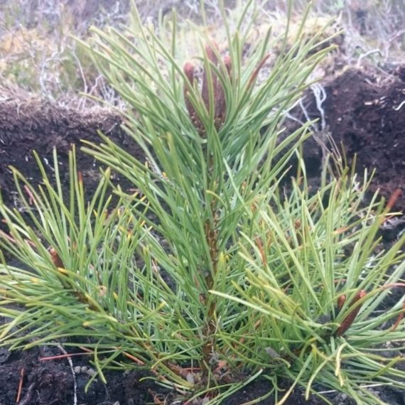 Plant A Memory Tree To Honor Your Deceased Family Members & Friends