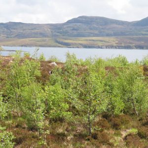 planting trees in Scotland