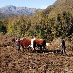 plowing in Chile